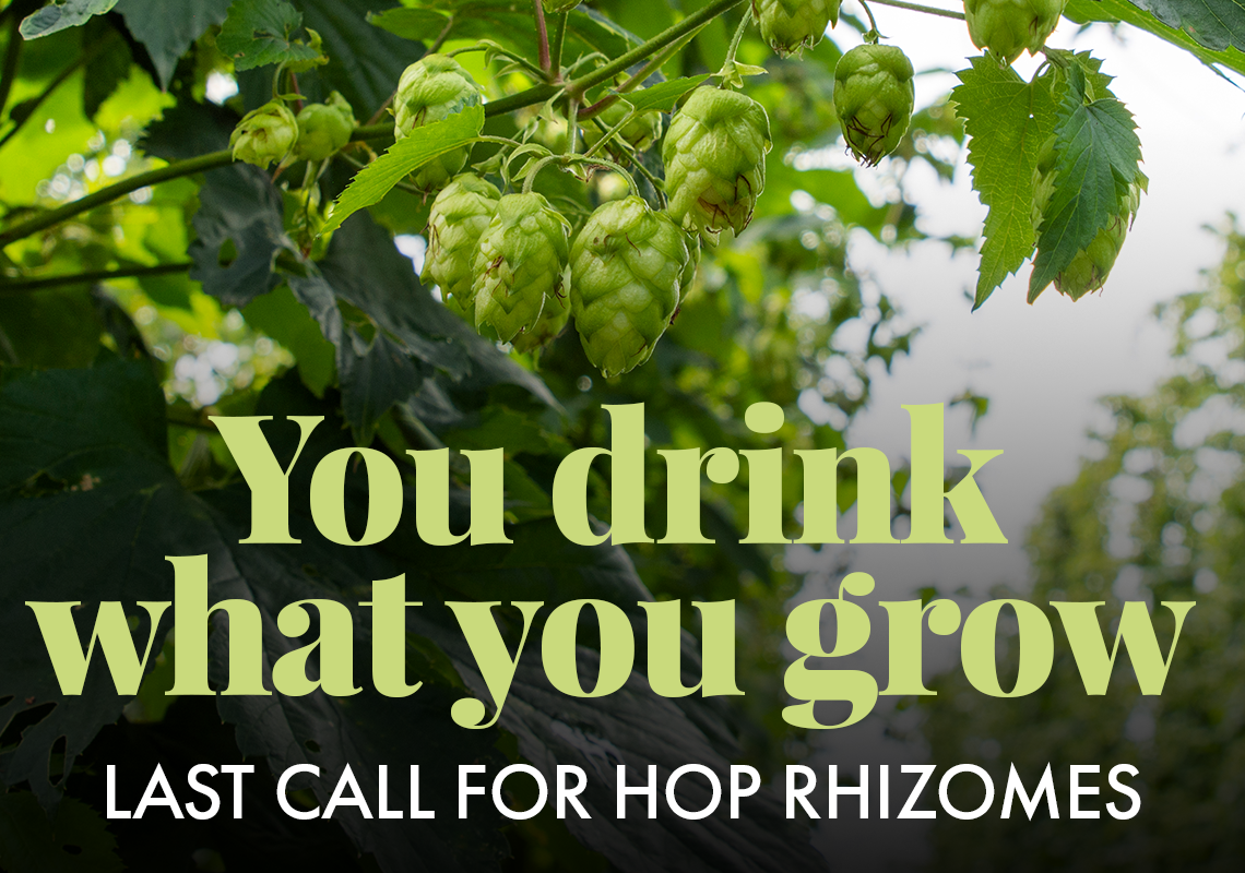You Drink What you Grow. Last Call for Hop Rhizomes. 