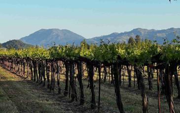 Image of a California Vineyard