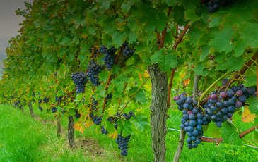Image of grapes on a vine for article about Fruit Wine History