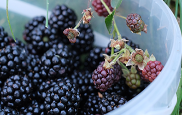 How to Make Blackberry Wine 