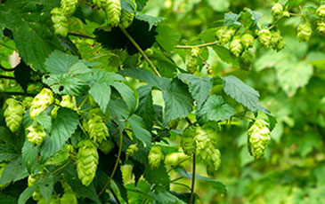 Growing Conditions for Hop Rhizomes