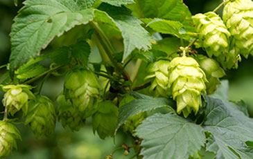 What to do with Hop Rhizomes