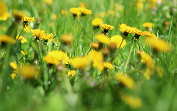 How to Make Dandelion Wine