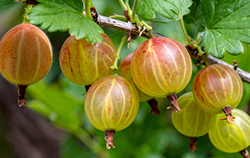 Image of Gooseberries Growing