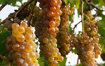Image or Itasca White Wine Grapes Growing on a Vine