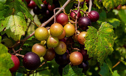 Muscadine Wine Recipe