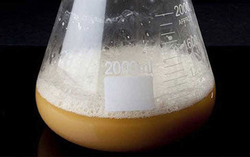 Yeast