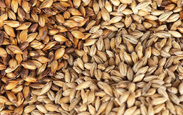 Malt