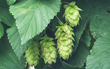 When to Harvest Hops