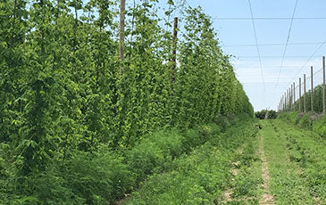 Winterizing Hops Plants