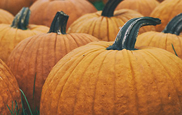 Adding Pumpkin to Beer