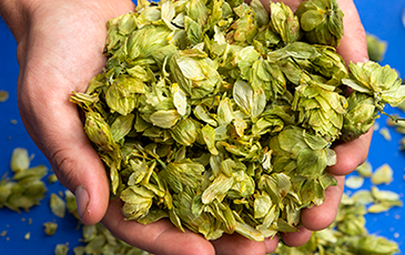 What is Dry Hopping?