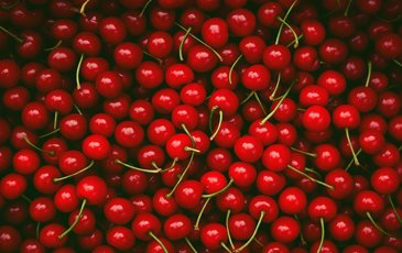 Bunch of Cherries for Cherry Wine Recipe article