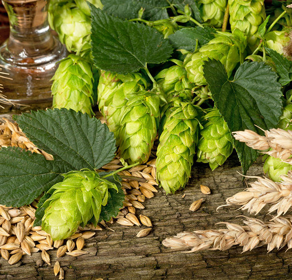 Hop Rhizomes - Preorder now for 2024!
