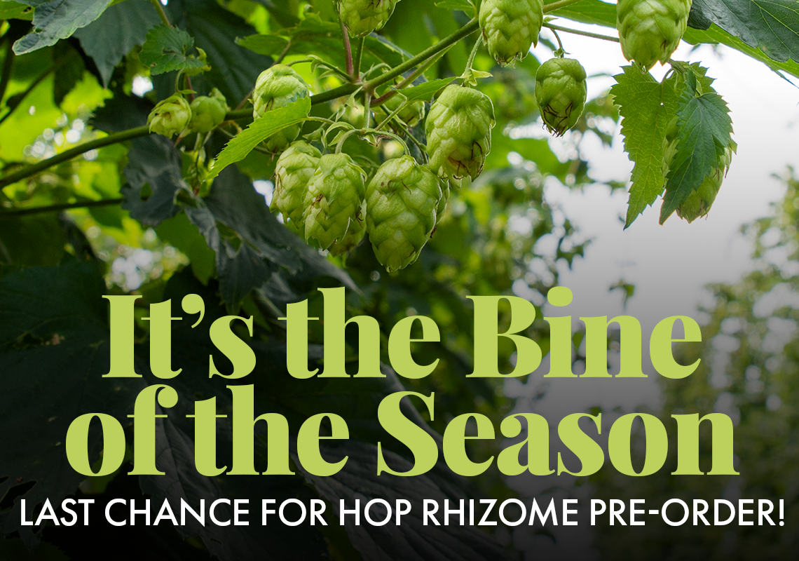 It's the Bine of the Season. Last Chance for Hop Rhizome Pre-Order!