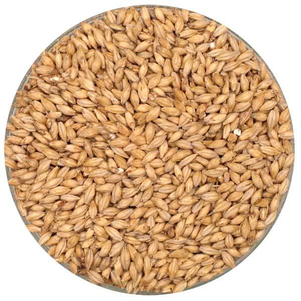 French Pilsen Malt in a bowl.