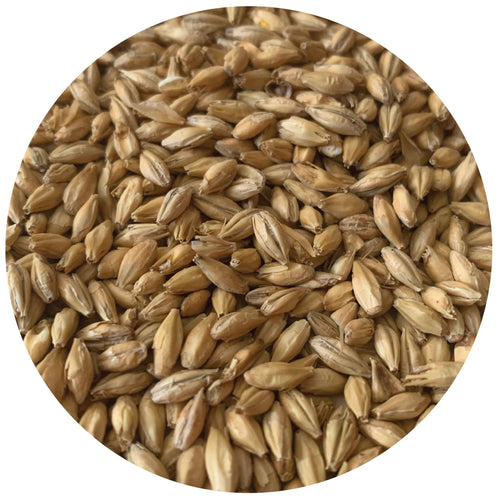 Close up pile of Rahr To Thee Pils malt