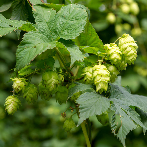 Green hops growing on a plant with a blurred green background