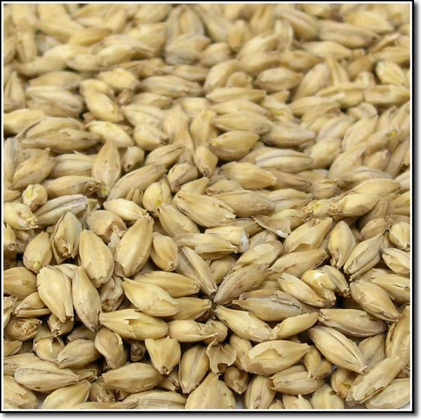 Detail-view of Rahr American 2-Row malt