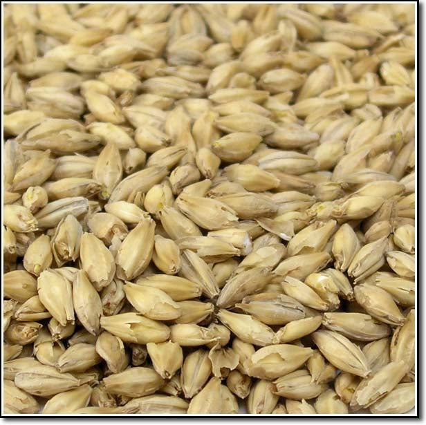 Detail-view of Rahr American 2-Row malt