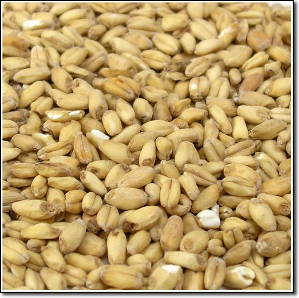 Detail-view of Rahr White Wheat