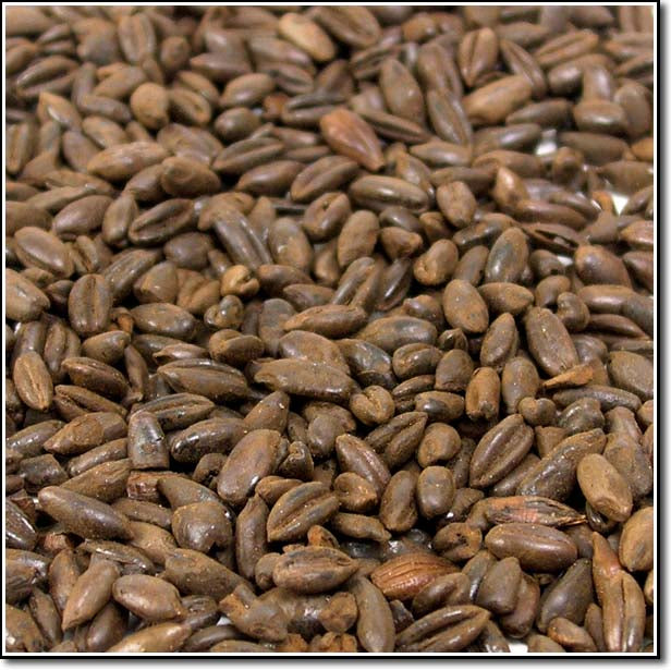 Detail-view of Weyermann Chocolate Rye Malted Grain