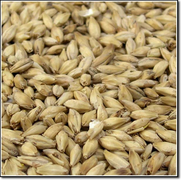 Close-up view of Briess Pesticide Free 2-Row Malt