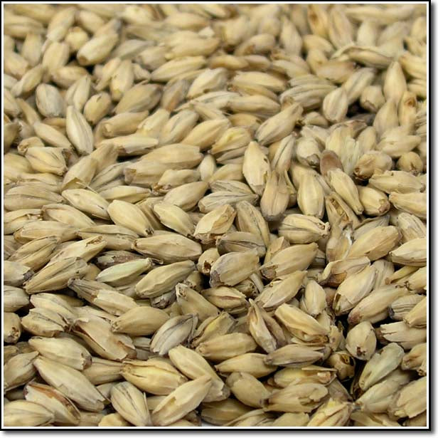 Detail-view of Rahr American 6-Row Malt