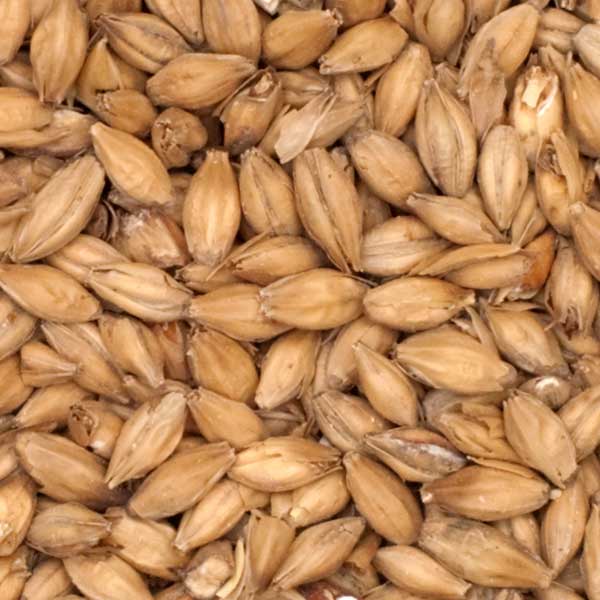 Close-up of Warminster Floor Malted Maris Otter Malt