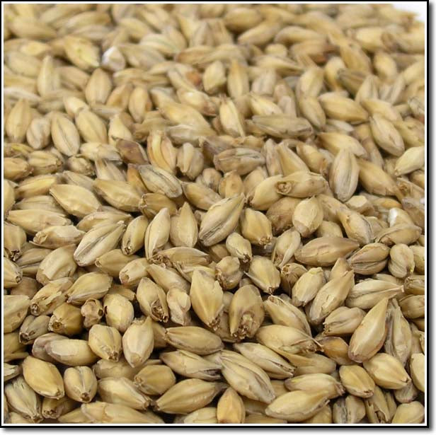 Close-up view of Briess Organic Munich Malt
