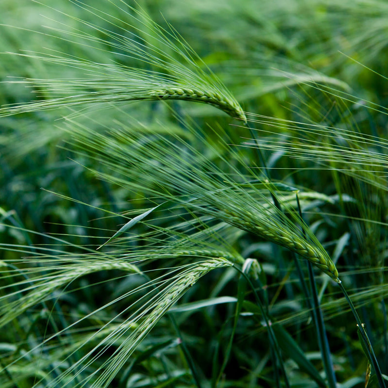 Newdale Two Row Malting Barley in summer