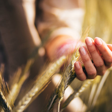 Newdale Two Row Malting Barley being held