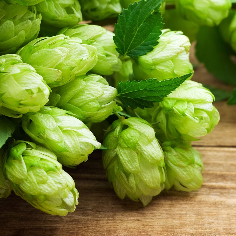 Mount Hood Hop Cones