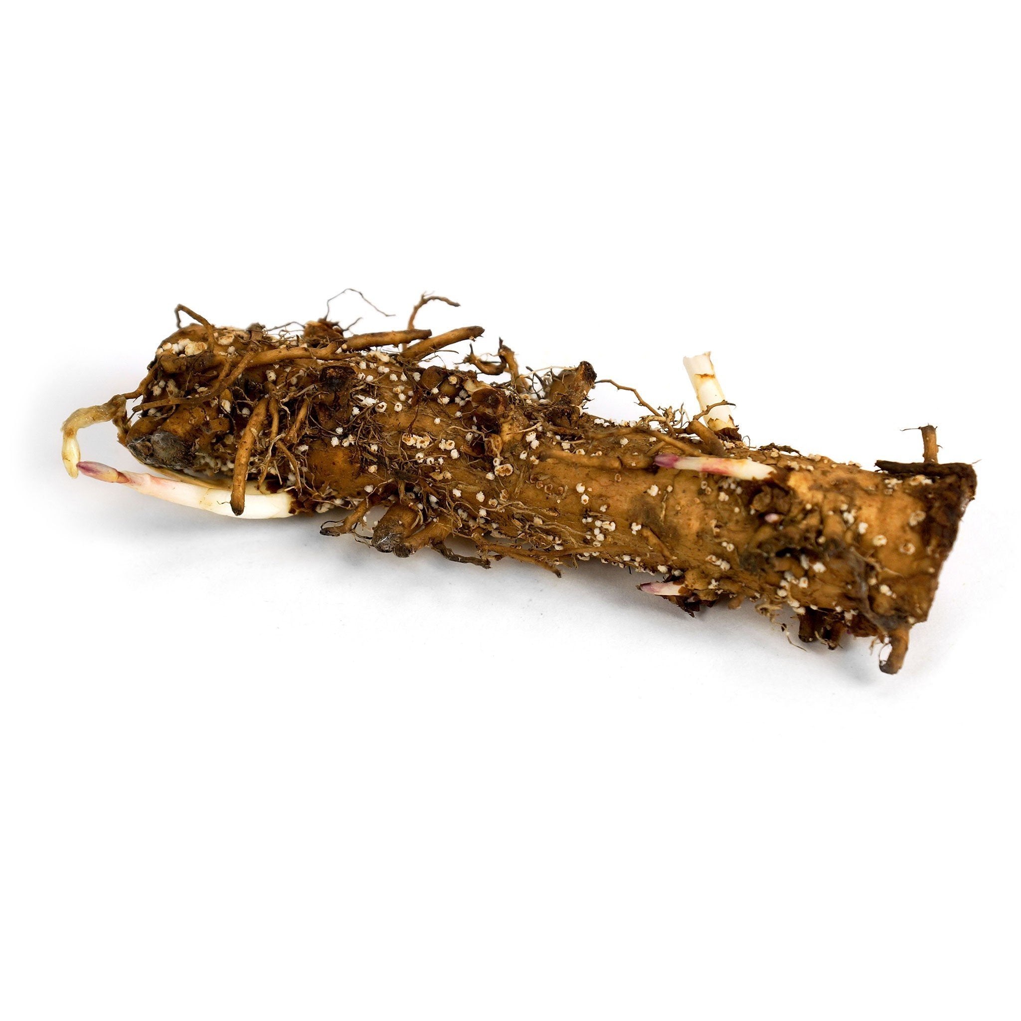 Centennial Hop Rhizome