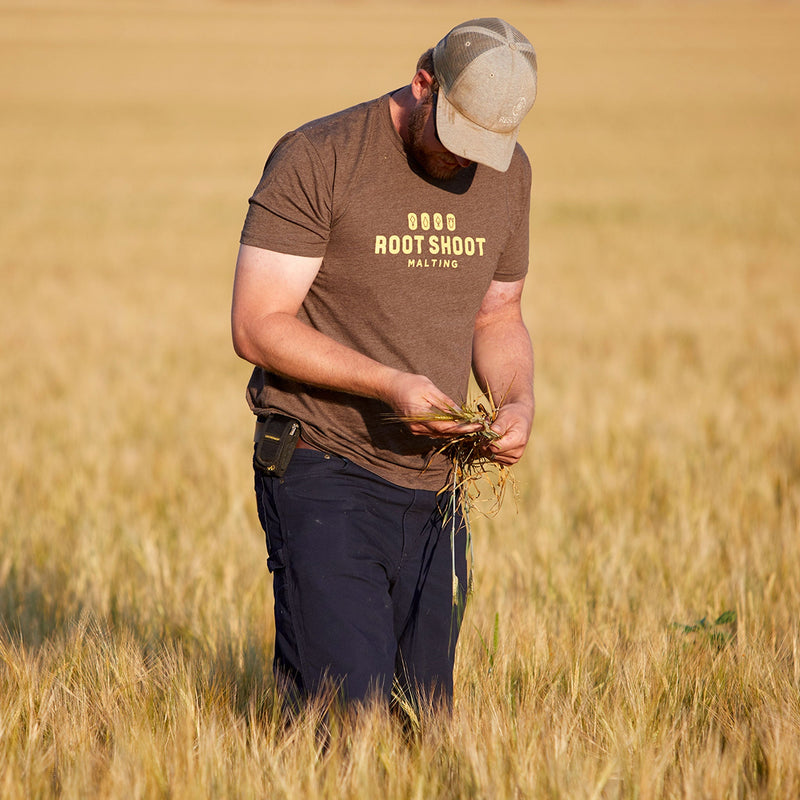 Man in a barley field at Root Shoot Malting