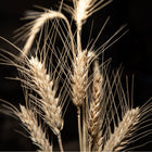 Close up of Genie Barley